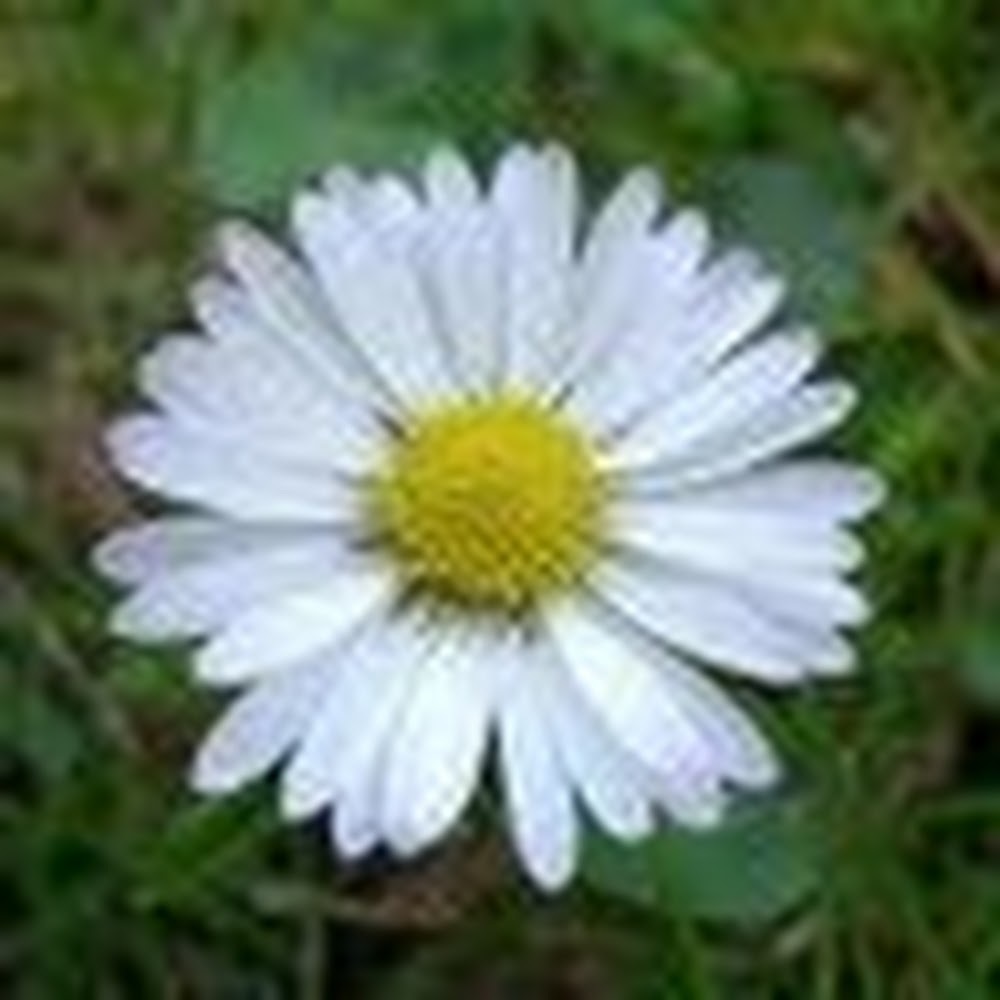 Meet your Posher, Daisy